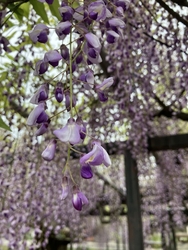 今年も藤の花が...