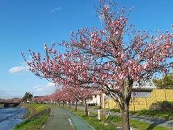 道の駅はがに隣...
