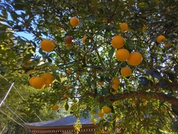 モミジも、まだ...