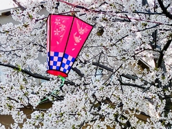 今日、最後の桜...