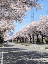 桜が観たく通り...