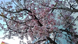女坂の桜が満開...
