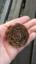 癒やしの公園。...