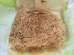 時折無性に食べ...
