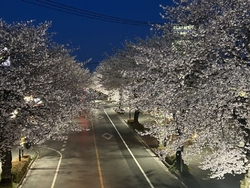 今年も夜桜見物...
