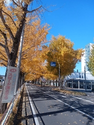 今年もイチョウ...