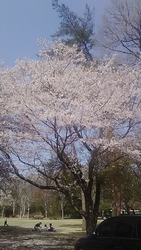 桜並木はありま...