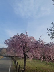 しだれ桜も見頃...