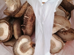 こちらで販売さ...