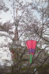 お花見をしに伺...