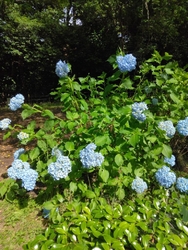 紫陽花がきれい...