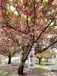 熊倉神宮桜まつ...