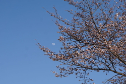 毎年お花見にお...