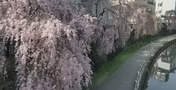 宮の橋からの桜...