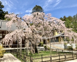 満開が終わりを...
