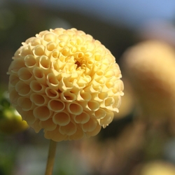 好きな花の1つ...