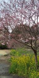 早咲きの桜が菜...
