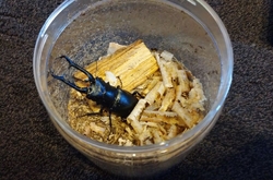 夏休みに那須へ...