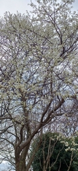 今日は、3月3...