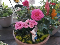 母の日の寄植え...