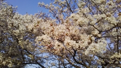 駐車場付近の桜...