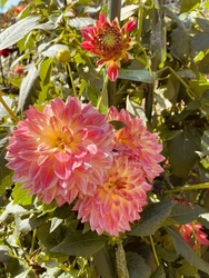 栃ナビ花特集を...