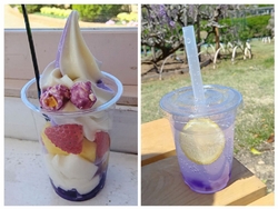 藤が開花したと...