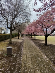 市役所に行った...