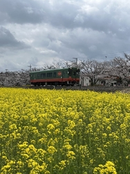 菜の花と桜のコ...
