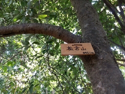 栃木百名山の松...