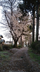 夕日に照らされ...