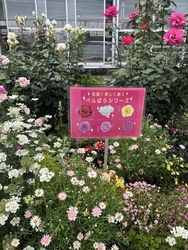 きれいな薔薇が...