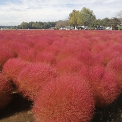 コキアのモフモ...