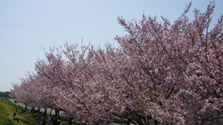 この季節とは思...