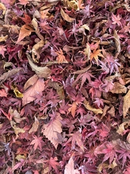 紅葉の時期真っ...