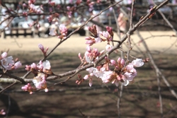 天平の花まつり...