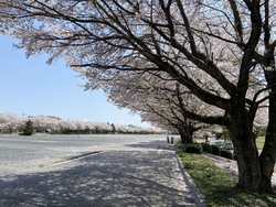 桜が咲いていそ...