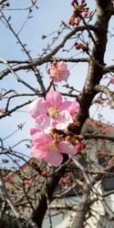 前庭のカワヅザ...