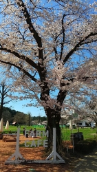 千本松牧場の桜...