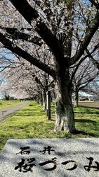 今年も｢石井桜...