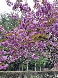 牡丹桜が満開で...