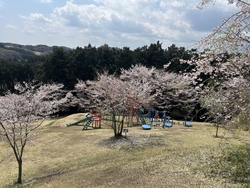 桜を見に行きま...