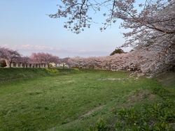 今年は、桜の開...