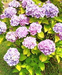 紫陽花がきれい...