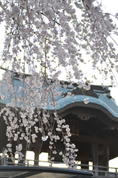 静桜、できれば...
