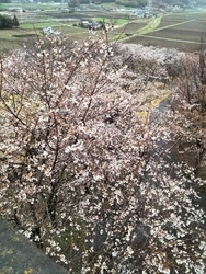 芳賀町観光協会...