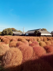 見頃が過ぎてし...