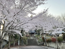 桜が満開でした...
