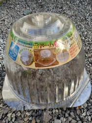 レモンの苗を買...