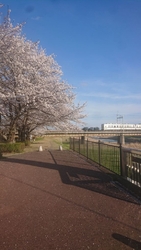 桜を見に行きま...